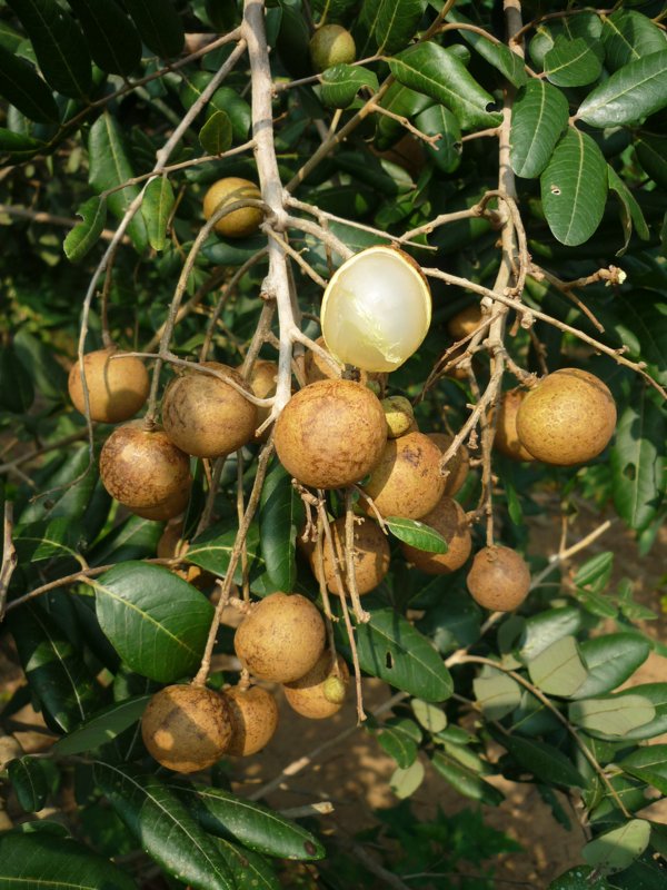 Dimocarpus Longan