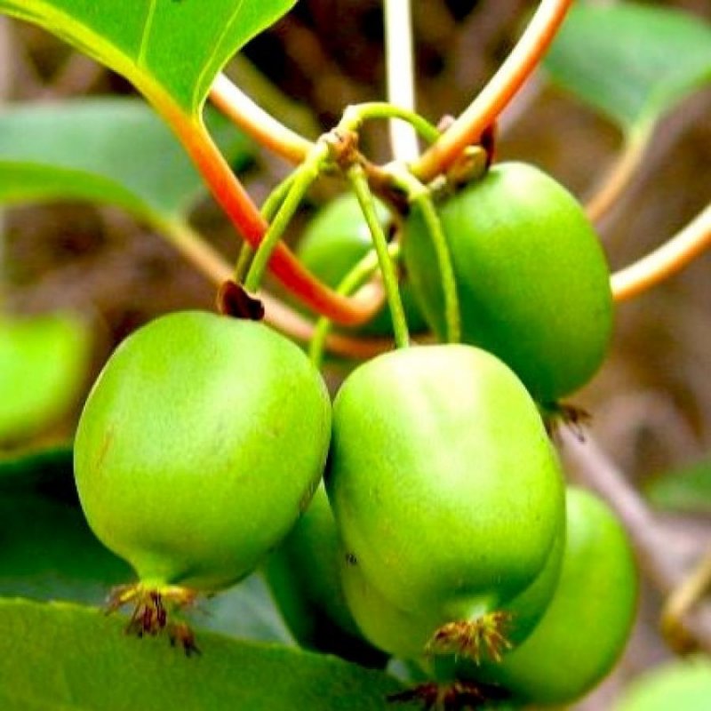 Актинидия коломикта (Actinidia kolomikta)