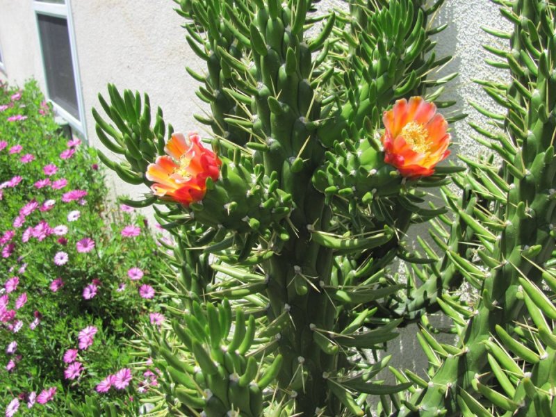 Кактус Austrocylindropuntia subulata