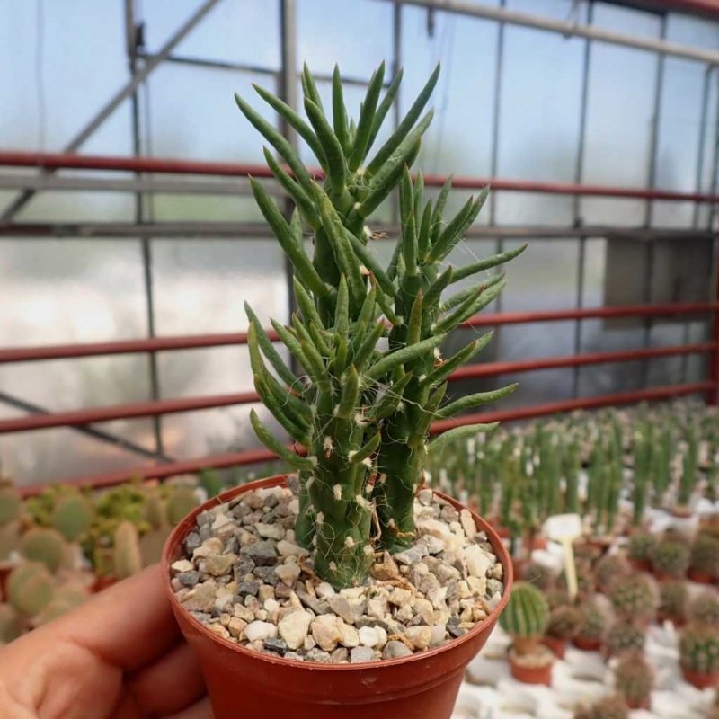 Аустроцилиндропунция subulata