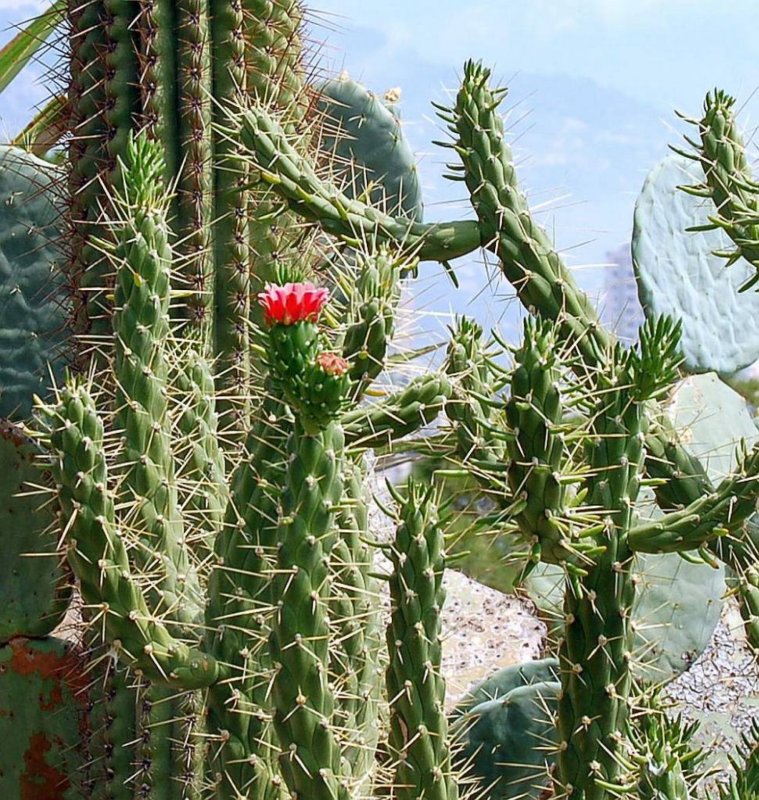 Austrocylindropuntia shaferi