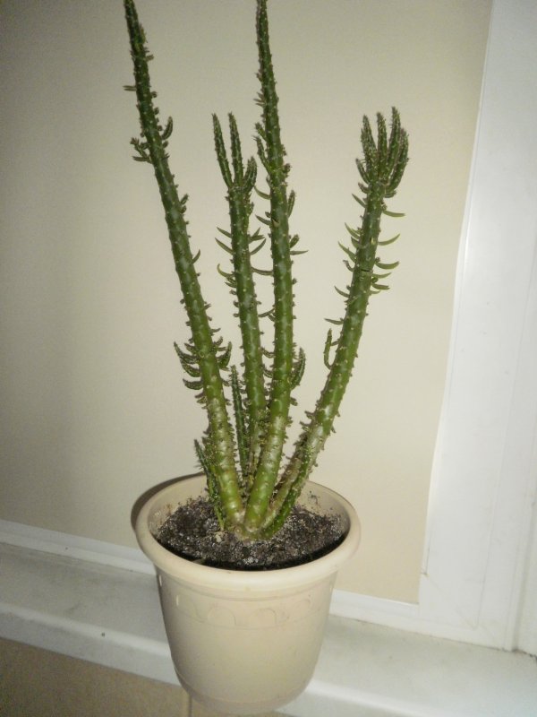 Austrocylindropuntia clavarioides