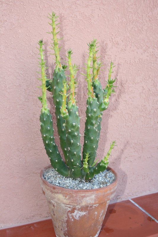 Кактус Austrocylindropuntia subulata