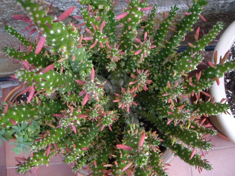 Кактус Austrocylindropuntia subulata