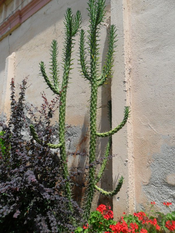 Кактус Austrocylindropuntia subulata