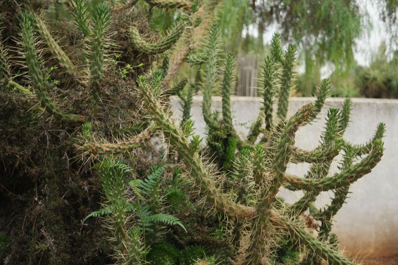 Austrocylindropuntia subulata