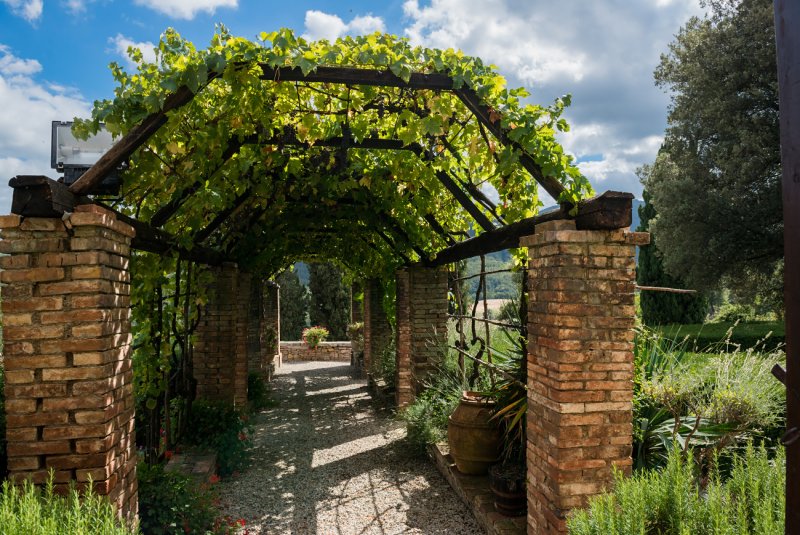 Виноградники типа Pergola и Gable