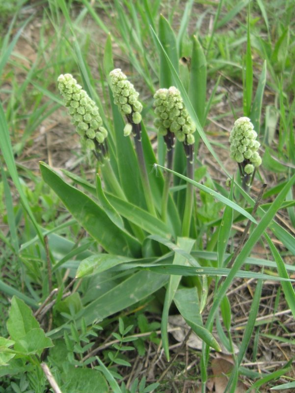 Bellevalia kurdistanica