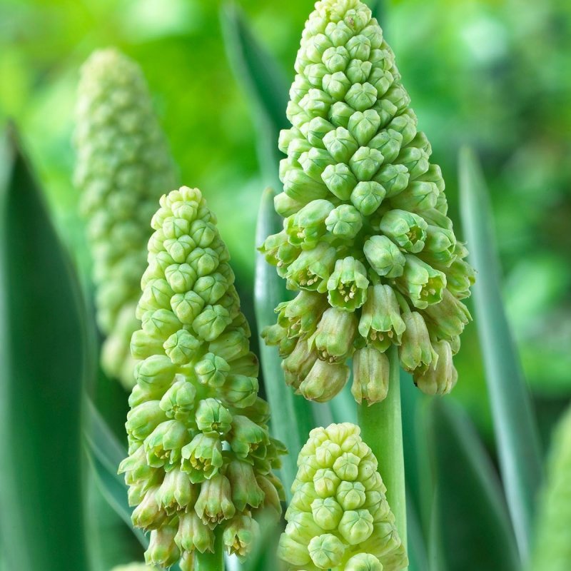 Bellevalia fominii