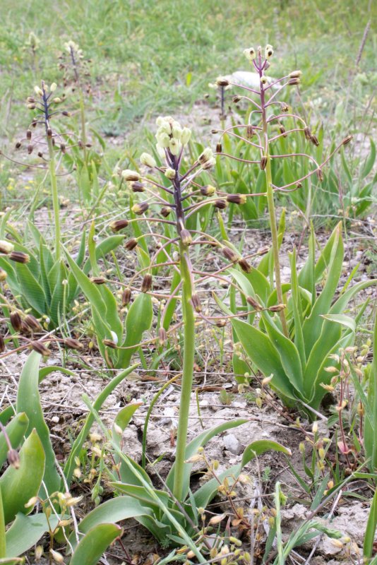 Bellevalia speciosa