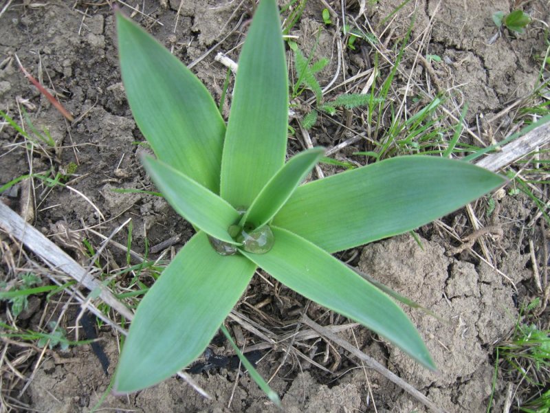 Bellevalia dubia