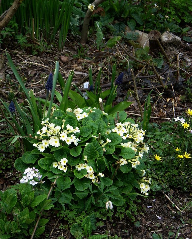 Bellevalia kurdistanica
