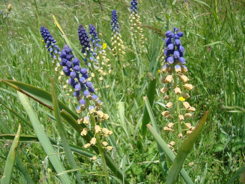 Bellevalia pycnantha