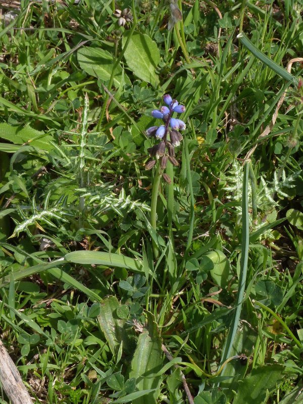 Bellevalia dubia SSP boissieri