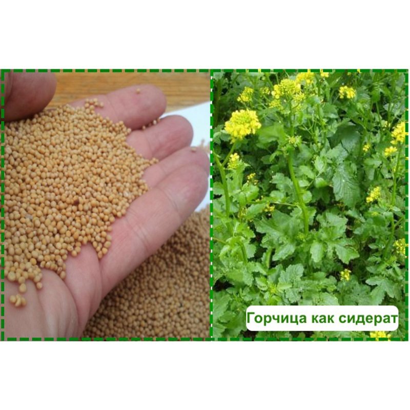 Горчица посевная сидерат