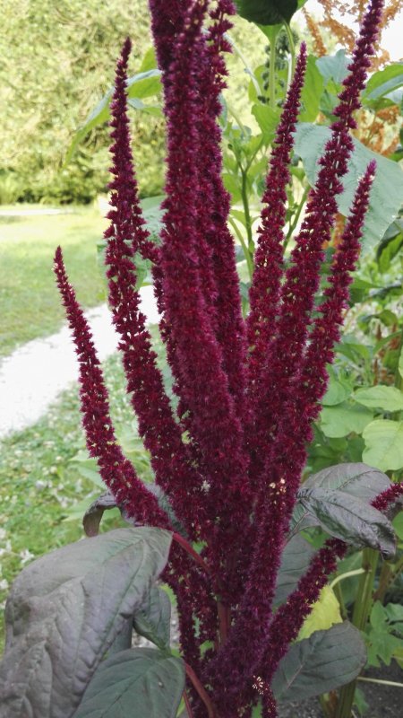 Amaranthus cruentus Амарант