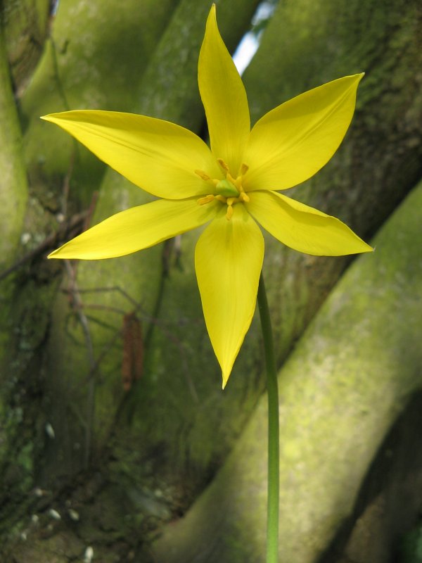 Тюльпан Crocus красный