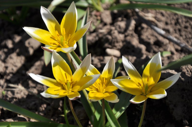 Тюльпан Лесной Tulipa Sylvestris