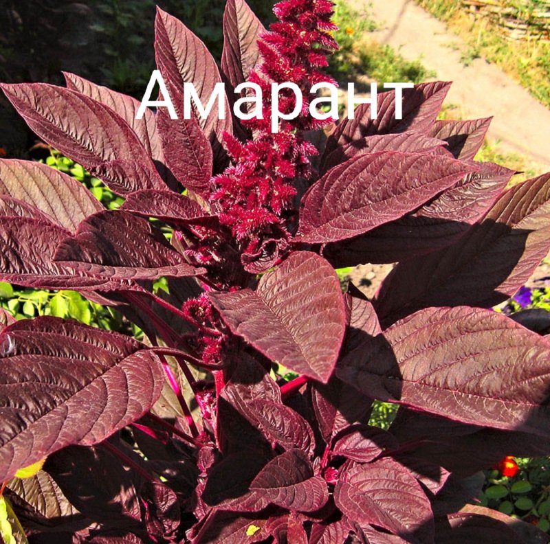 Амарант растение вишневый бархат