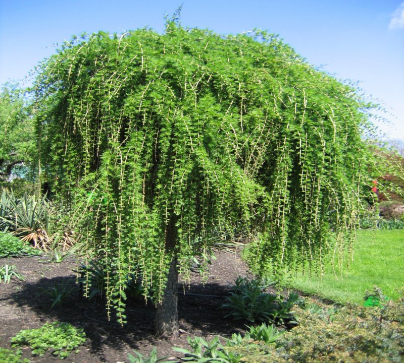 Лиственница европейская pendula