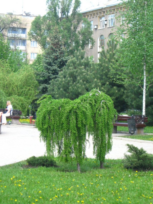 Лиственница Кемпфера Стиф Випер