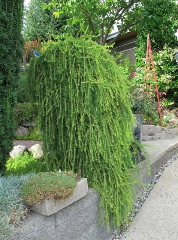 Лиственница Larix decidua