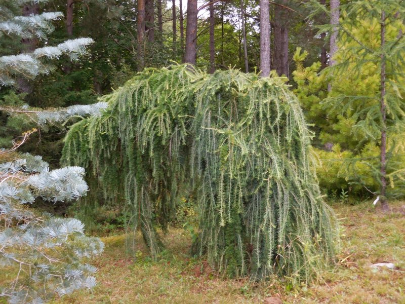 Лиственница плакучая Пендула