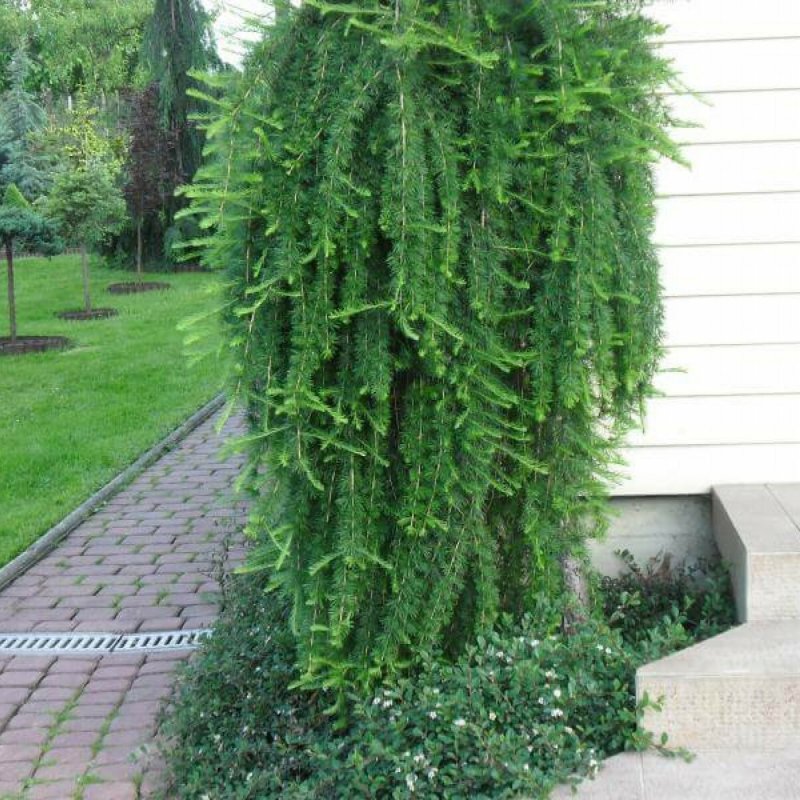 Лиственница европейская pendula