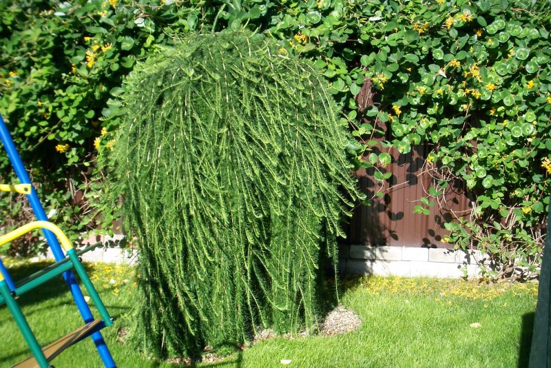 Лиственница плакучая Пендула