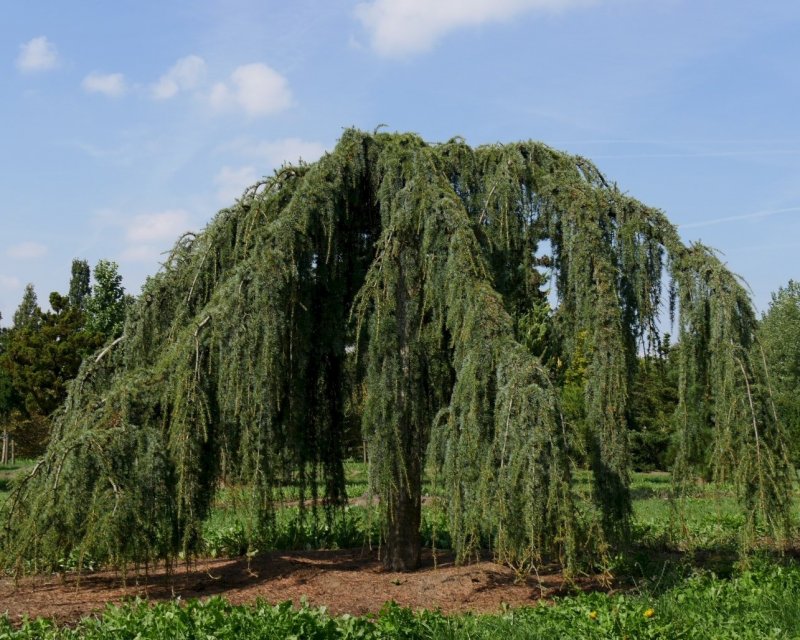 Лиственница decidua