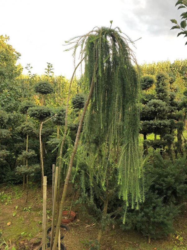 Лиственница европейская Пендула (Larix decidua pendula)