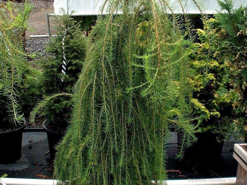 Лиственница европейская pendula Пендула