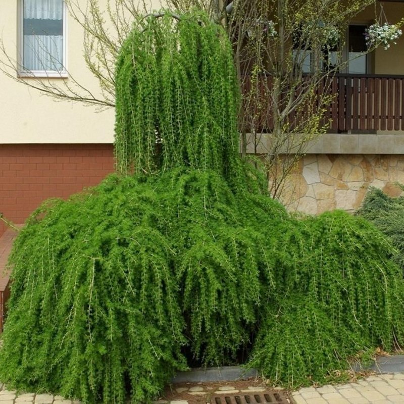 Лиственница плакучая Пендула