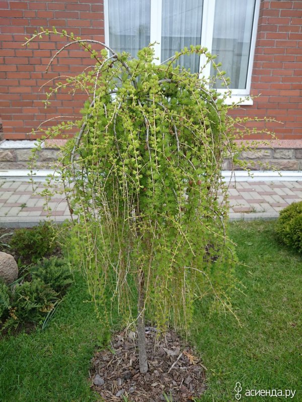 Лиственница японская Larix kaempferi