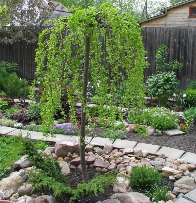 Лиственница европейская (Larix decidua Puli) c5 pa 150