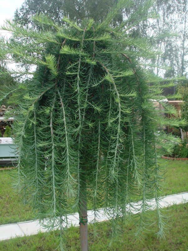 Лиственница плакучая