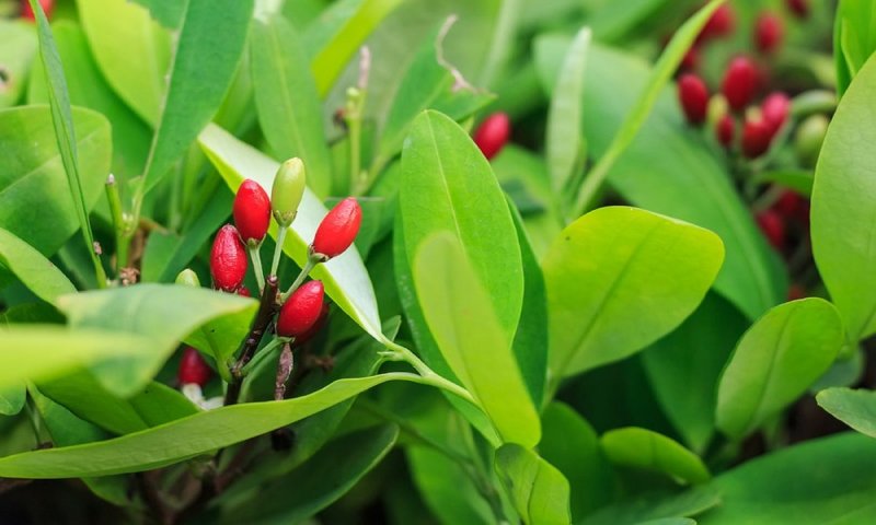 Куст кокаина