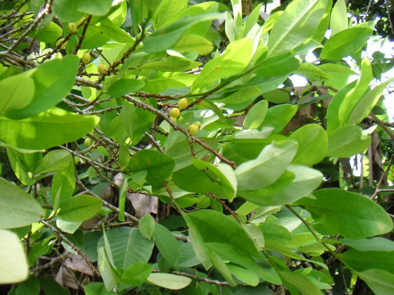Erythroxylon Coca