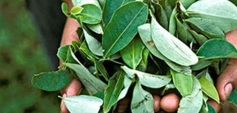 Кокаиновый куст в горшке