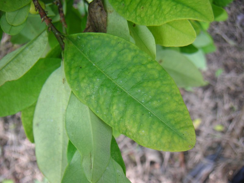 Erythroxylum Coca