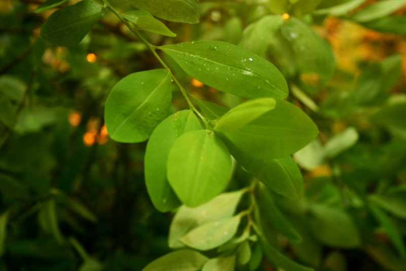 Растение Erythroxylum Catuaba