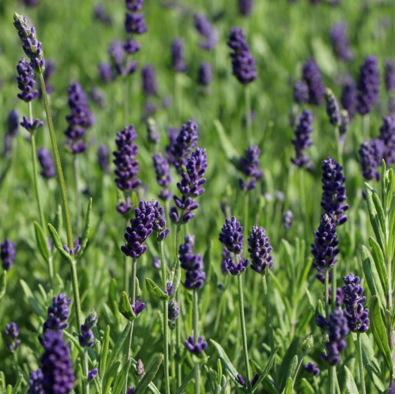 Lavandula angustifolia Ellagance Purple