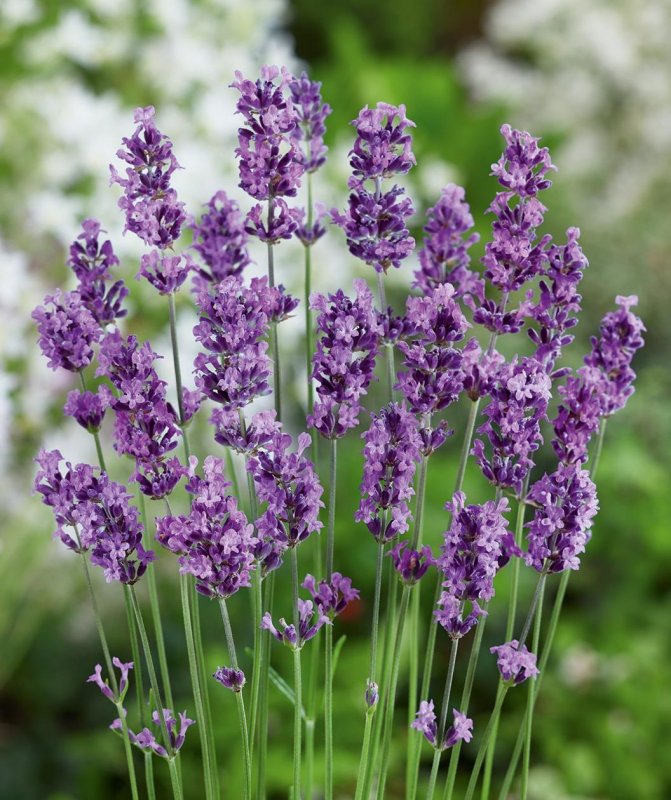 Лаванда Lavandula angustifolia Munstead