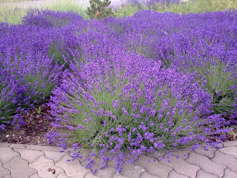 Лаванда Lavandula Vera