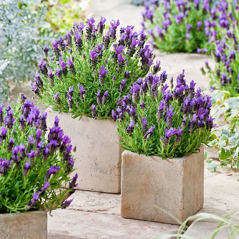 Лаванда Lavandula «Platinum blonde»