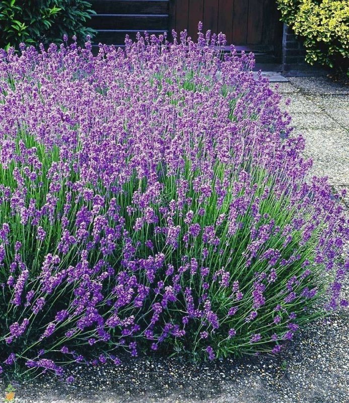 Лаванда узколистная (Lavandula angustifolia)