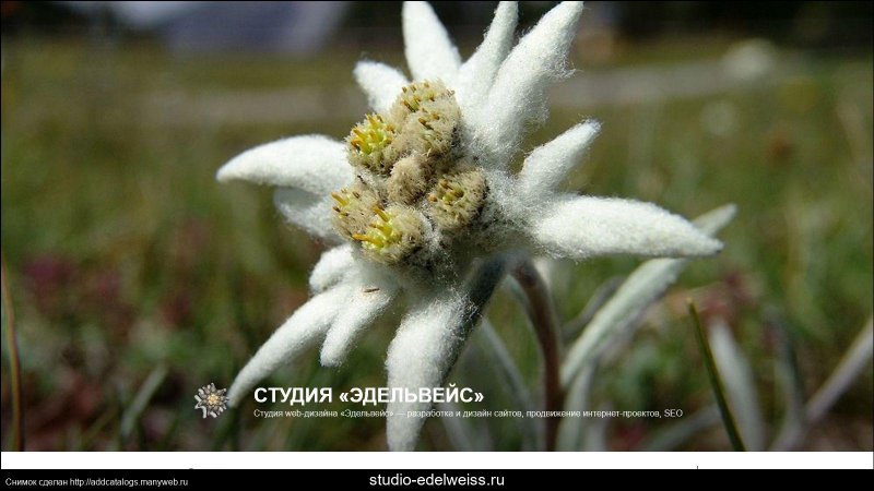 Растение Эдельвейс Альпийский