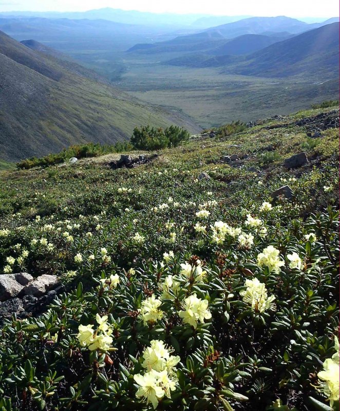Эдельвейс Швейцария