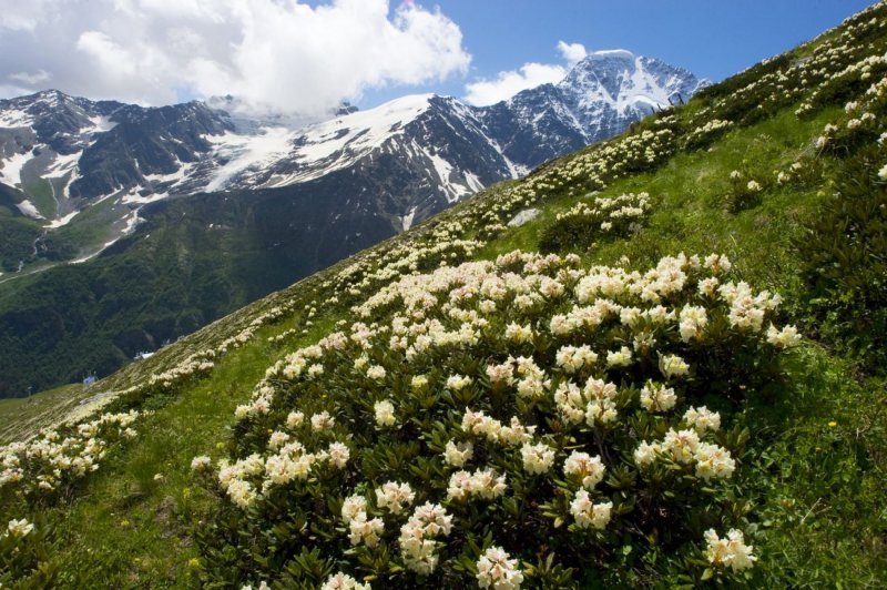 Edelweiss (Leontopodium alpinum)