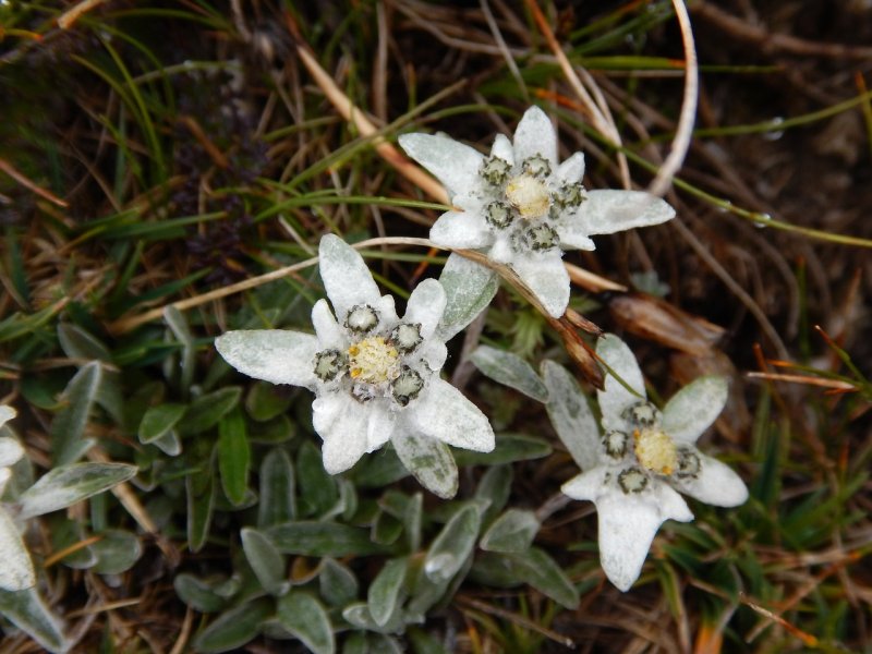 Leontopodium alpinum